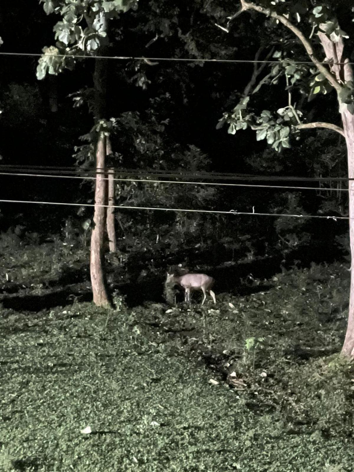 Wild Window - Forest View Homestay Thekkady Εξωτερικό φωτογραφία