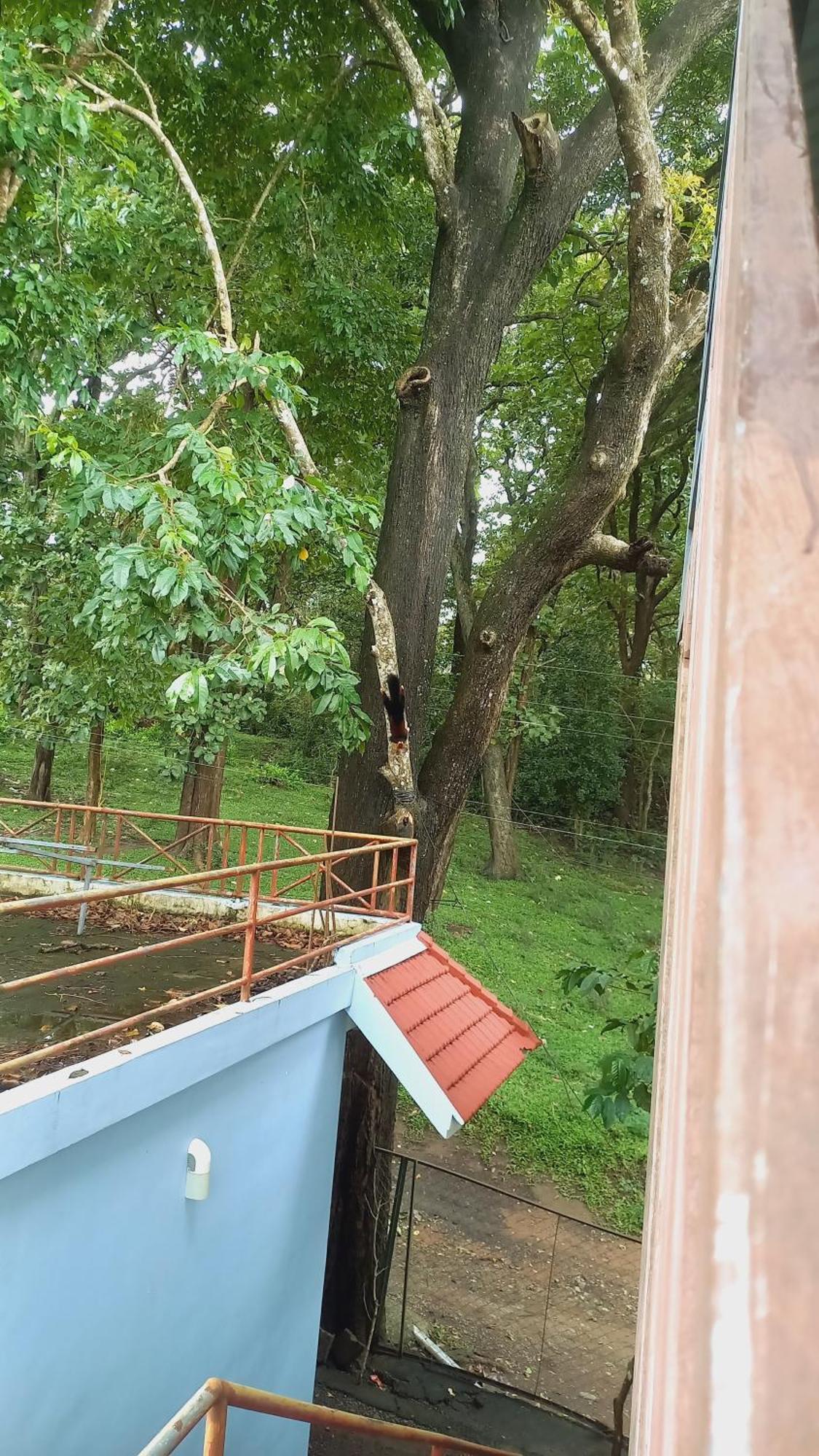 Wild Window - Forest View Homestay Thekkady Εξωτερικό φωτογραφία