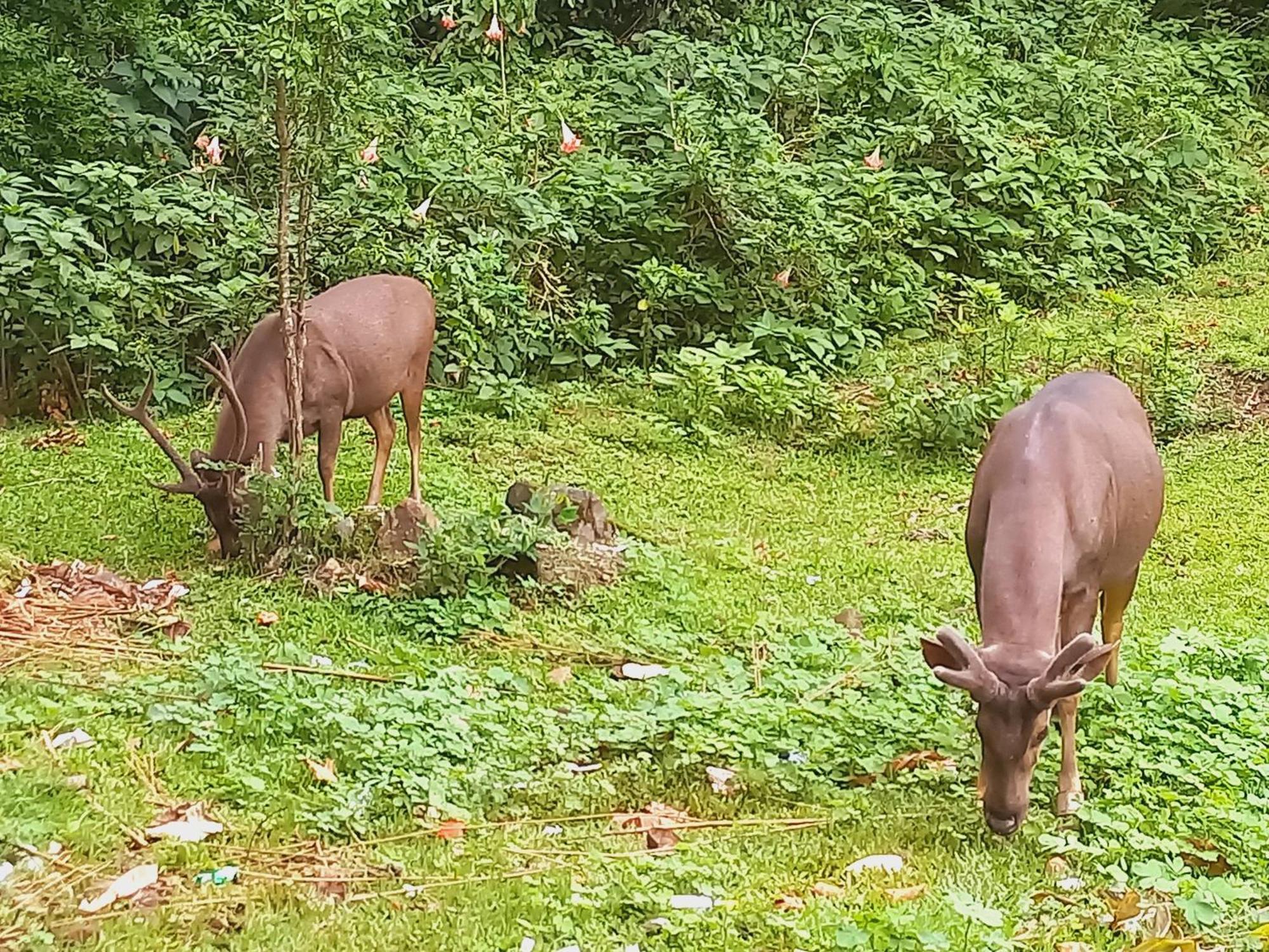 Wild Window - Forest View Homestay Thekkady Εξωτερικό φωτογραφία